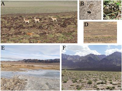 Seasonal and Soil Microbiota Effects on the Adaptive Strategies of Wild Goitered Gazelles Based on the Gut Microbiota